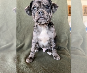 Frenchie Pug Litter for sale in FREDERICK, MD, USA
