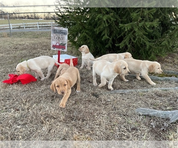 Medium Photo #1 Labrador Retriever Puppy For Sale in HIGDON, AL, USA