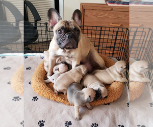 French Bulldog Litter for sale in CAPE CORAL, FL, USA