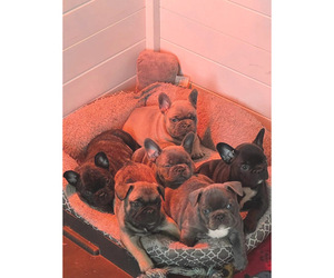 French Bulldog Litter for sale in WEST BERLIN, NJ, USA