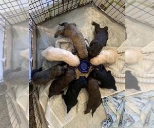 Goldendoodle Litter for sale in LAKESIDE, CA, USA