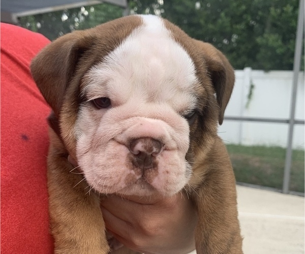 Medium Photo #1 English Bulldog Puppy For Sale in SPRING HILL, FL, USA