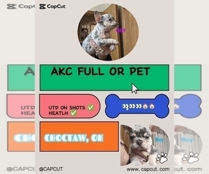 French Bulldog Litter for sale in CHOCTAW, OK, USA