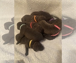 Chesapeake Bay Retriever Litter for sale in MILES CITY, MT, USA