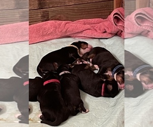 Bernese Mountain Dog Litter for sale in AZLE, TX, USA