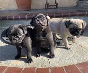 Pug Litter for sale in SAN LEANDRO, CA, USA