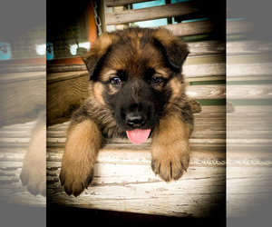 German Shepherd Dog Litter for sale in GARRISON, TX, USA