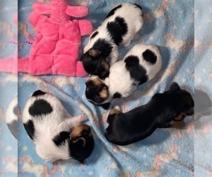 Yorkshire Terrier Litter for sale in RALEIGH, NC, USA
