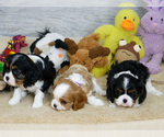 Small Photo #1 Cavalier King Charles Spaniel Puppy For Sale in MARRIOTT SLATERVILLE, UT, USA