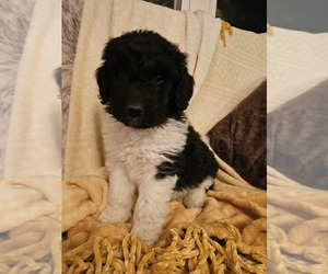Newfypoo Litter for sale in SUMMERSVILLE, MO, USA