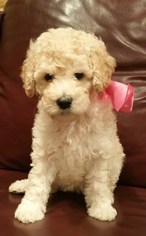 Australian Labradoodle Litter for sale in FRISCO, TX, USA