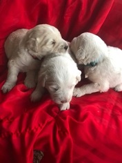 Pyredoodle Litter for sale in LIBERTY, MS, USA
