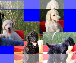 Poodle (Standard) Litter for sale in LAKE CITY, FL, USA