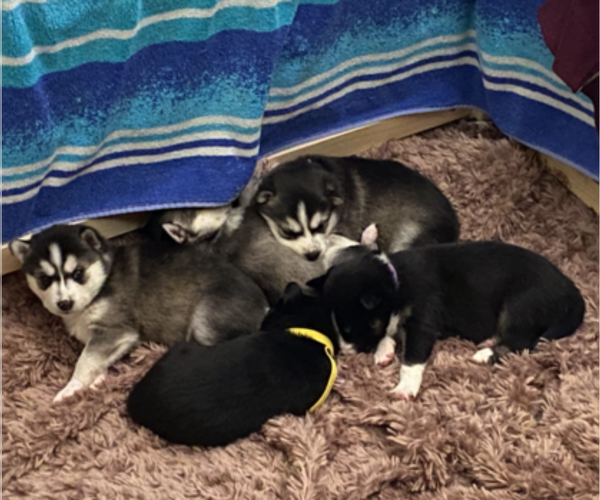 Medium Photo #1 Alaskan Klee Kai Puppy For Sale in SAN TAN VALLEY, AZ, USA
