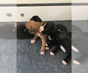 Boxer Litter for sale in APPLE CREEK, OH, USA