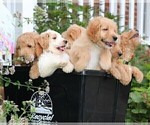 Small Goldendoodle