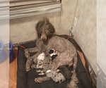 Small Photo #1 Aussiedoodle Puppy For Sale in PHOENIX, AZ, USA