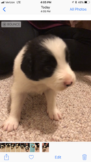 Border Collie Litter for sale in EMLENTON, PA, USA