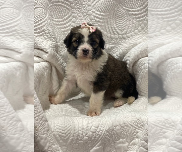 Medium Photo #1 Aussiedoodle Puppy For Sale in PORUM, OK, USA