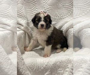 Aussiedoodle Litter for sale in PORUM, OK, USA
