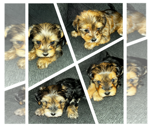 Morkie Litter for sale in INDIANAPOLIS, IN, USA