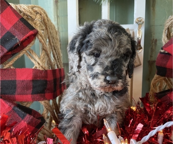 Medium Photo #1 Goldendoodle-Poodle (Miniature) Mix Puppy For Sale in GAY, GA, USA