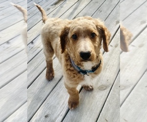 Goldendoodle Litter for sale in MANCHESTER, PA, USA