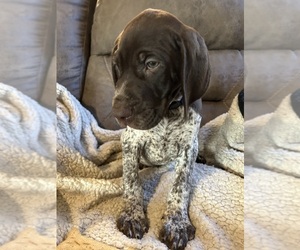 German Shorthaired Pointer Litter for sale in BELLEVILLE, IL, USA