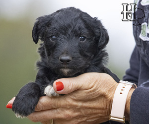 Aussiedoodle Litter for sale in ELLENBORO, NC, USA