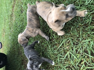 Olde English Bulldogge Litter for sale in JUDSONIA, AR, USA