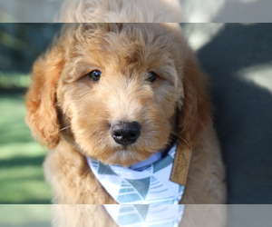 Goldendoodle (Miniature) Litter for sale in BOSWELL, IN, USA