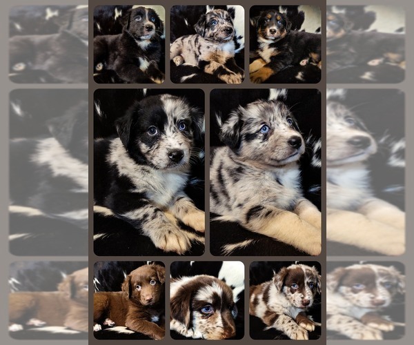Medium Photo #1 Australian Shepherd Puppy For Sale in OWEGO, NY, USA