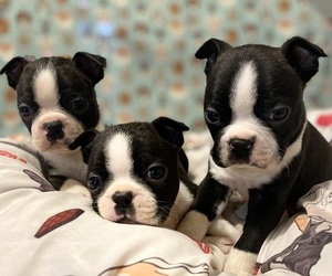 Boston Terrier Litter for sale in LOOMIS, CA, USA