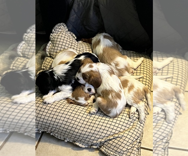 Medium Photo #1 Cavalier King Charles Spaniel Puppy For Sale in ALSEA, OR, USA