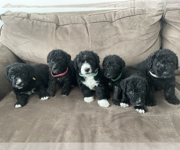 Medium Photo #1 Airedoodle Puppy For Sale in COLUMBIA, SC, USA