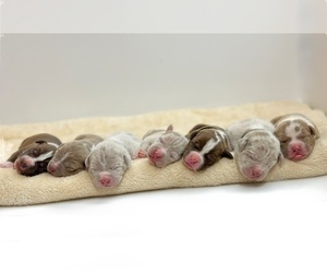 American Bully Litter for sale in DICKINSON, TX, USA