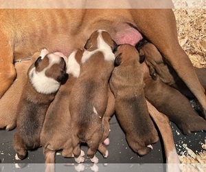 Boxer Litter for sale in MARSHFIELD, MO, USA