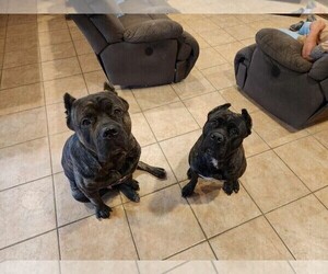 Cane Corso Litter for sale in SPRING BRANCH, TX, USA