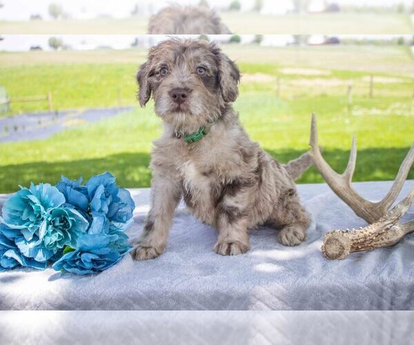 Medium Photo #1 Miniature Labradoodle Puppy For Sale in APPLE CREEK, OH, USA