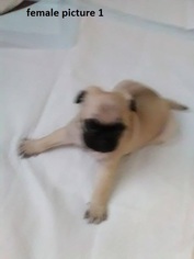 Pug Litter for sale in LEWISTOWN, PA, USA