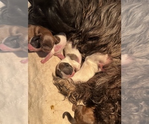 Shih Tzu Litter for sale in JOHNSTOWN, PA, USA