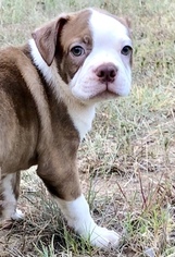 Boston Terrier Litter for sale in ALVORD, TX, USA