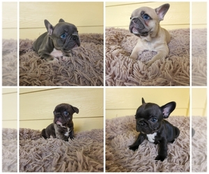 French Bulldog Litter for sale in HICKORY, NC, USA