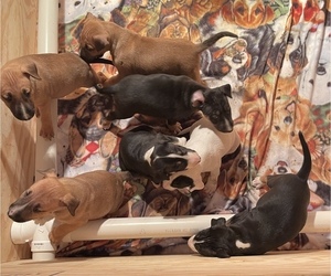 Bull Terrier Litter for sale in MARYSVILLE, KS, USA