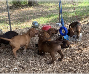 Bloodhound-German Shepherd Dog Mix Litter for sale in BEDIAS, TX, USA