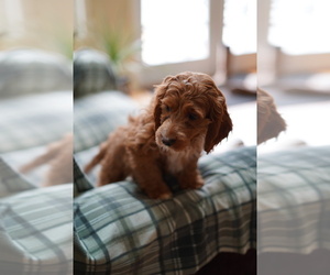 Cockapoo Litter for sale in FREDERICK, MD, USA