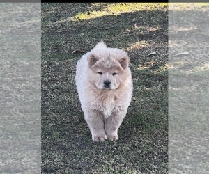 Chow Chow Litter for sale in BAKERSFIELD, CA, USA