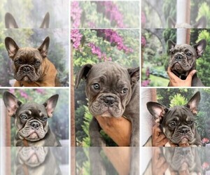 French Bulldog Litter for sale in NEW ORLEANS, LA, USA