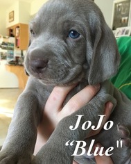 Weimaraner Litter for sale in QUAKERTOWN, PA, USA