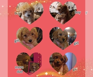 Bichpoo-Poodle (Miniature) Mix Litter for sale in ADDISON, NY, USA